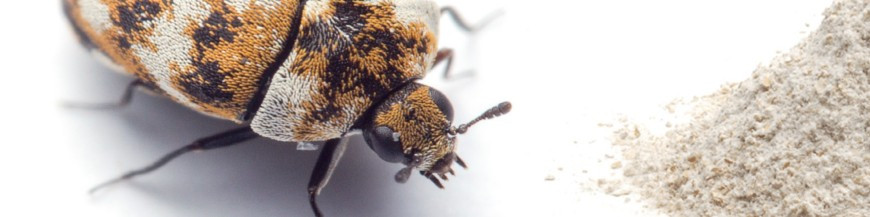 Difusores de feromona para insectos plaga del grano almacenado