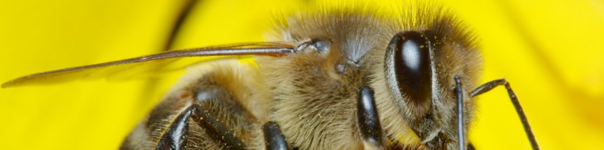 Atrayente abejas polinizadoras