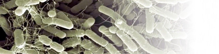 Bacillus amyloliquefacens