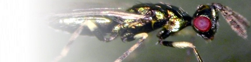 Diglyphus isaea enemigo natural del minador