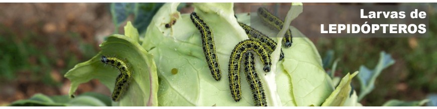 POLILLAS (orugas)