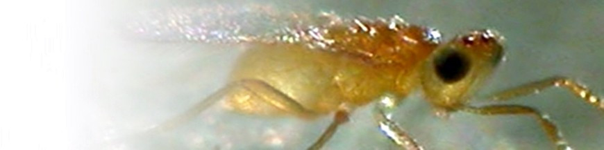 ERETMOCERUS MUNDUS