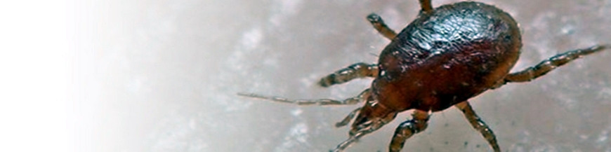 HYPOASPIS ACULEIFER depredador de suelo enemigo natural de las moscas del mantillo