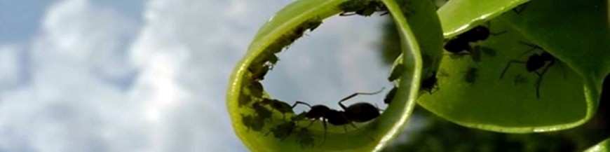 Control biológico de las hormigas