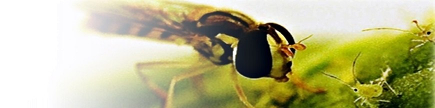 Sphaerophoria rueppellii