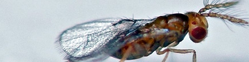 Trichogramma achaeae contra tuta absoluta