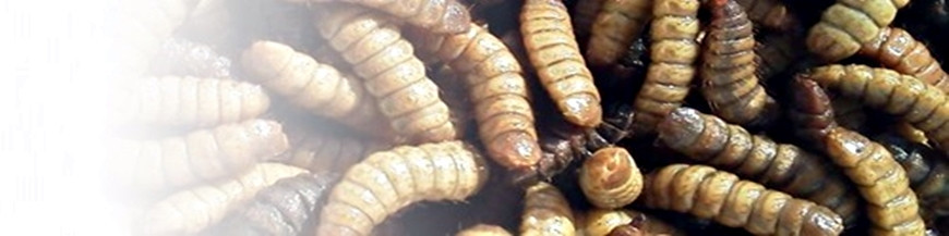 Larvas de Hermetia illucens