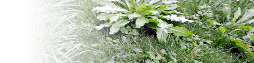herbicida ecológico
