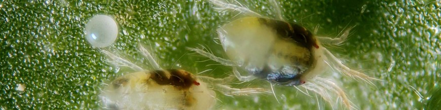 control biologico de araña roja en marihuana