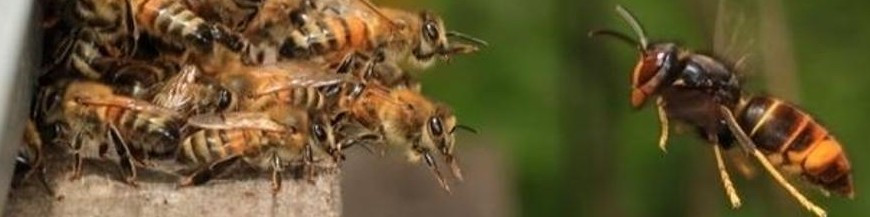 AVISPÓN ASIÁTICO (velutina)