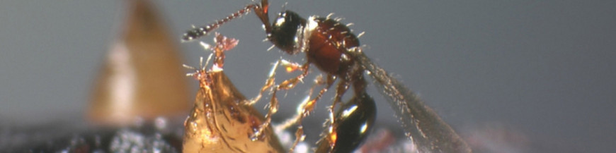 Trichopria drosophilae