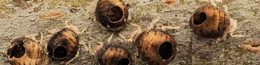 comprar parasitoides de pulgón