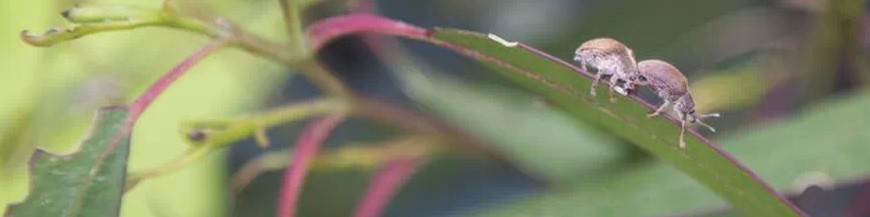 control biológico del gorgojo defoliador del eucalipto