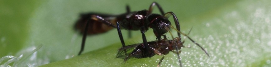 Franklinothrips vespiformis