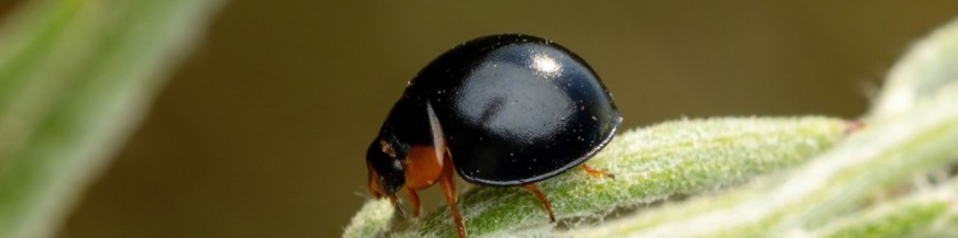 EXOCHOMUS NIGROMACULATUS