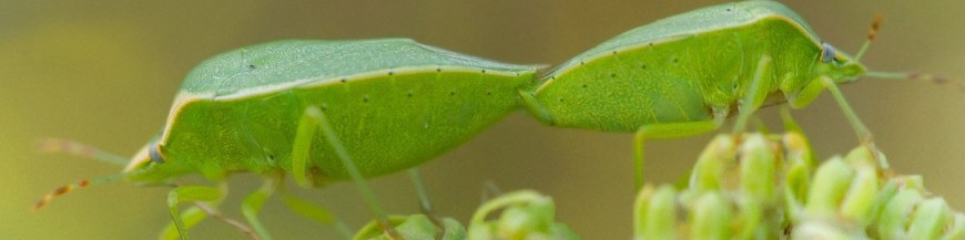 CHINCHES (Heteropteros)
