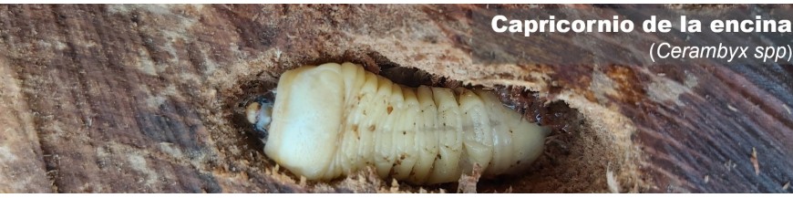 CAPRICORNIO DE LA ENCINA (Cerambyx)