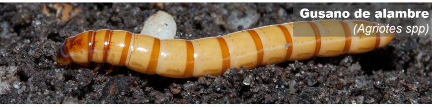 GUSANO DE ALAMBRE (Agriotes)