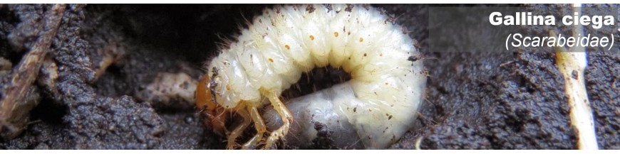 GALLINA CIEGA (Scarabeidae)