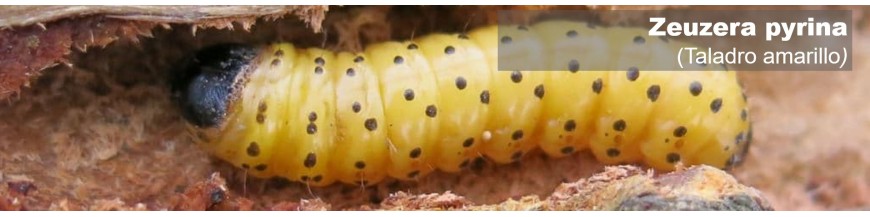 ZEUZERA PYRINA (taladro amarillo)