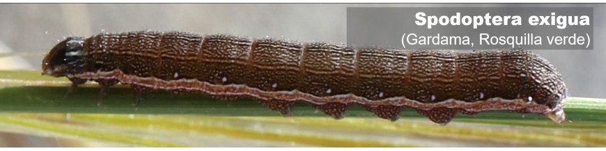 SPODOPTERA EXIGUA (gardama)