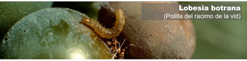 LOBESIA BOTRANA (polilla de las uvas)