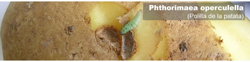 PHTHORIMAEA OPERCULELLA (polilla de la patata)