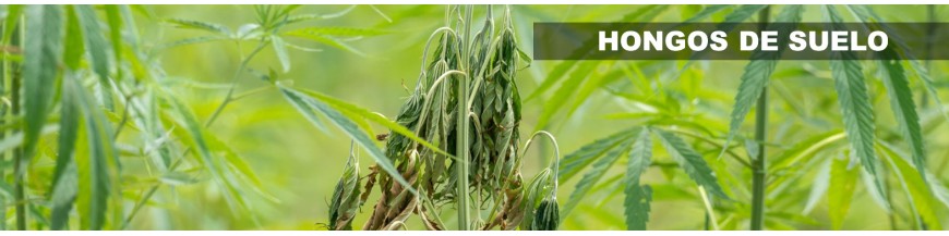 FUSARIUM, PHYTOPHTHORA, PYTHIUM