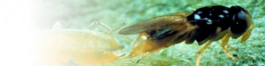 APHELINUS ABDOMINALIS