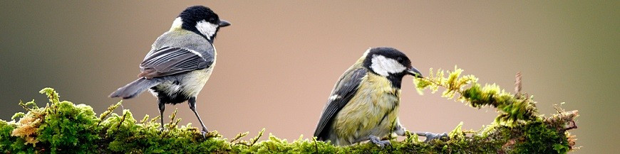 Cajas nido para aves insectivoras
