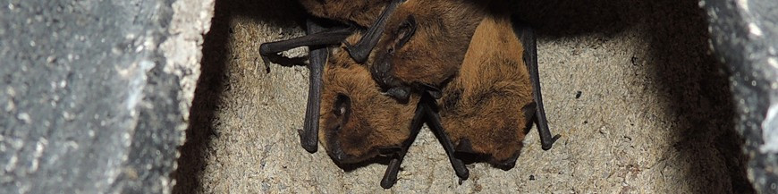 Refugios y cajas nido para murciélgos