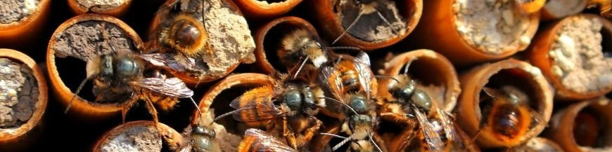 refugios para insectos