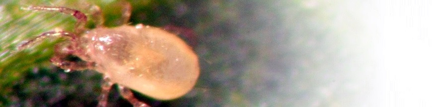 Ácaro depredador para control de araña roja