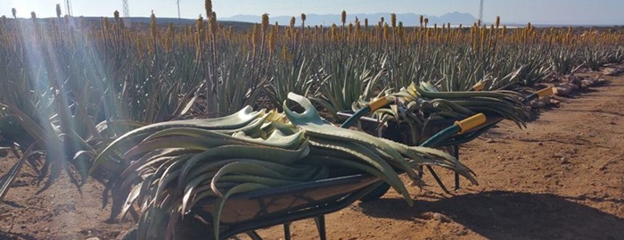 Hojas frescas de Aloe vera recien recolectadas