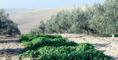 Mostaza como cubierta vegetal contra verticilosis olivo