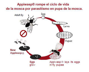 ciclo biologico de la mosca y su parasitoide