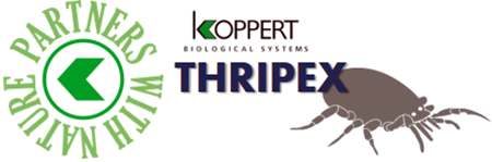 cucumeris koppert thripex
