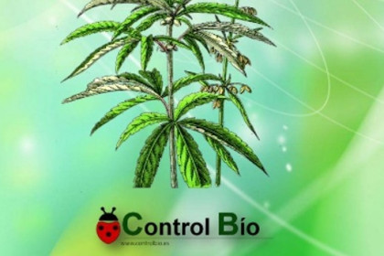 Control biologico de plagas en cannabis. Guía fácil