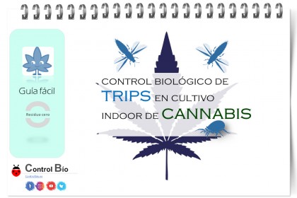 Control biológico de trips en cultivos de cannabis