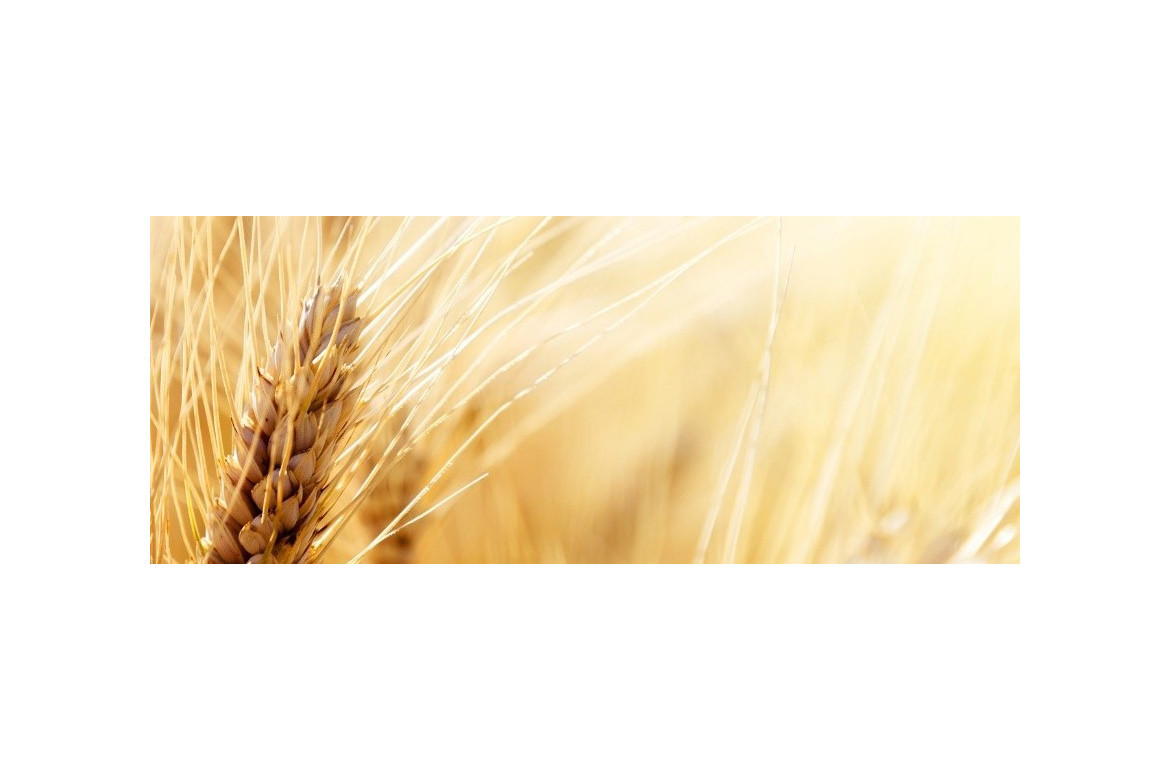 Uso de trampas y feromonas en  cultivos de cereal