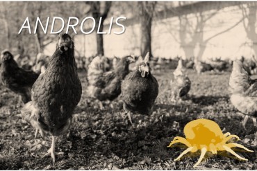 Androlis, la solución biológica contra el piojo rojo de las aves