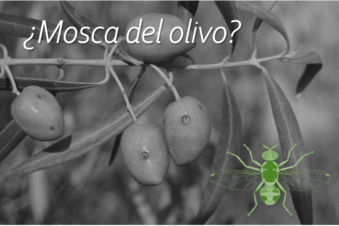 Monitoreo y captura masiva de la mosca del olivo