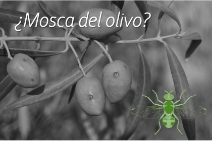 Monitoreo y captura masiva de la mosca del olivo