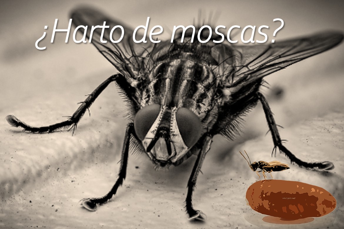 Control biológico de la mosca común