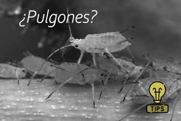8 tips para el control exitoso del pulgón