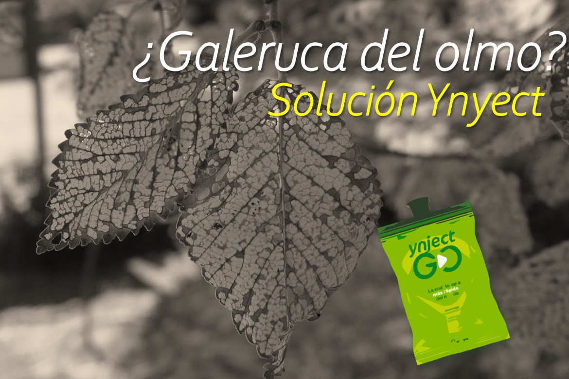 PROTOCOLO PARA EL CONTROL DE GALERUCA DEL OLMO CON SISTEMA YNJECT