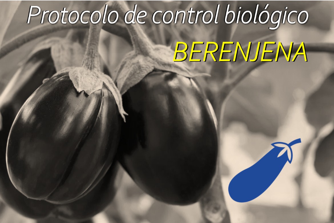 PROTOCOLO DE CONTROL BIOLÓGICO EN BERENJENA