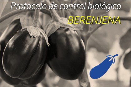 PROTOCOLO DE CONTROL BIOLÓGICO EN BERENJENA