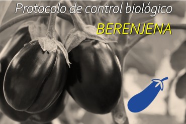 PROTOCOLO DE CONTROL BIOLÓGICO EN BERENJENA