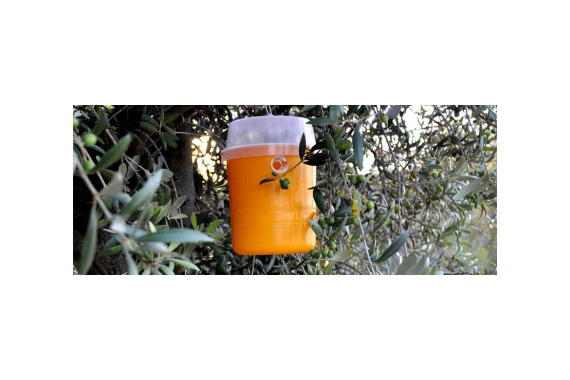 Trampas y feromonas para el cultivos del olivo